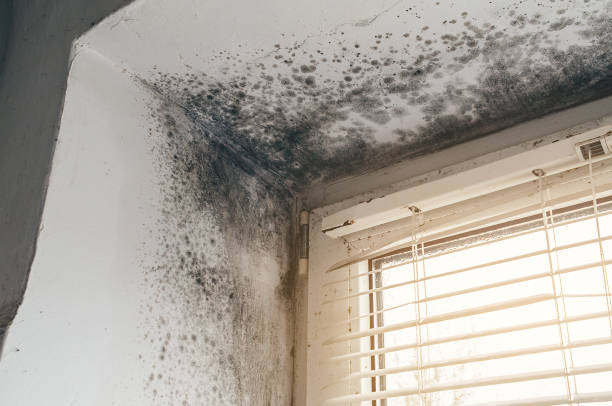Affordable Commercial Mold Remediation solutions in Passaic, NJ